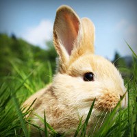 /album/riouberafits/photolia-a03-jpg/